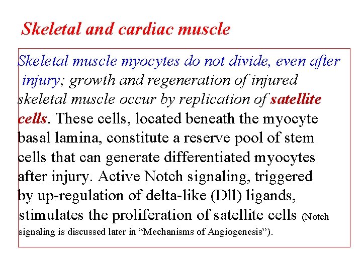 Skeletal and cardiac muscle Skeletal muscle myocytes do not divide, even after injury; growth