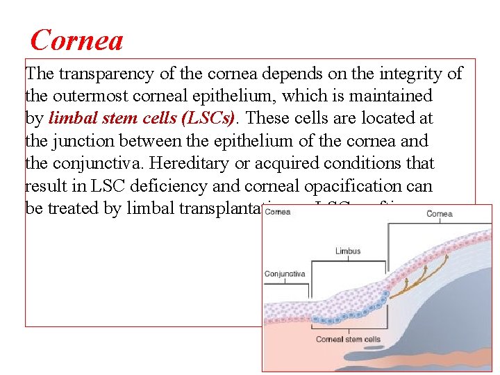Cornea The transparency of the cornea depends on the integrity of the outermost corneal