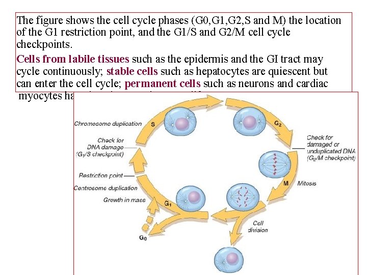 The figure shows the cell cycle phases (G 0, G 1, G 2, S