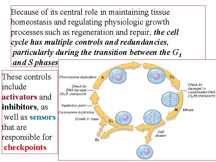 Because of its central role in maintaining tissue homeostasis and regulating physiologic growth processes