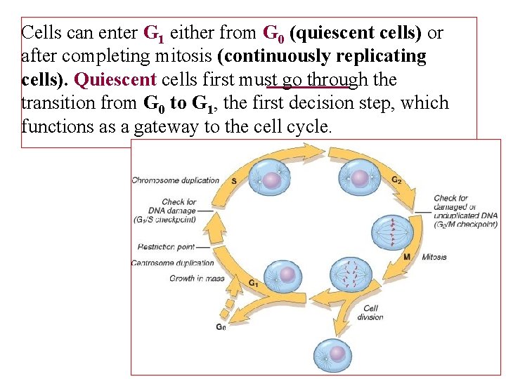 Cells can enter G 1 either from G 0 (quiescent cells) or after completing