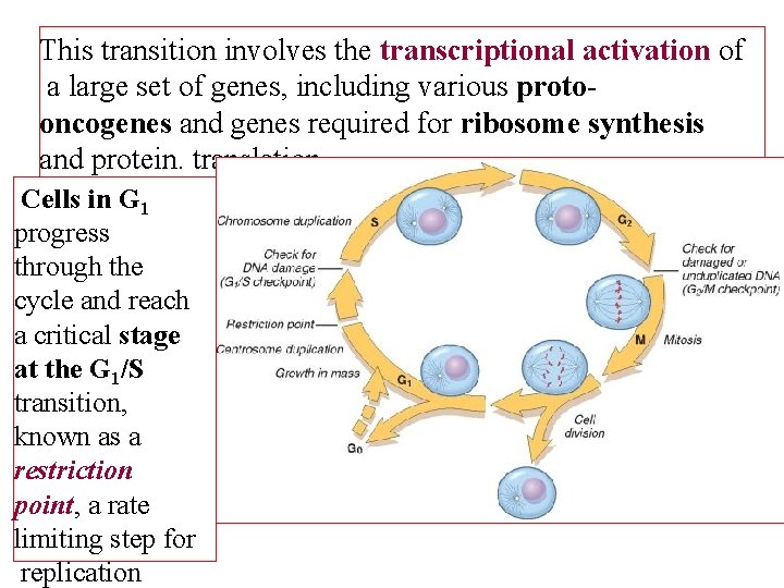 This transition involves the transcriptional activation of a large set of genes, including various