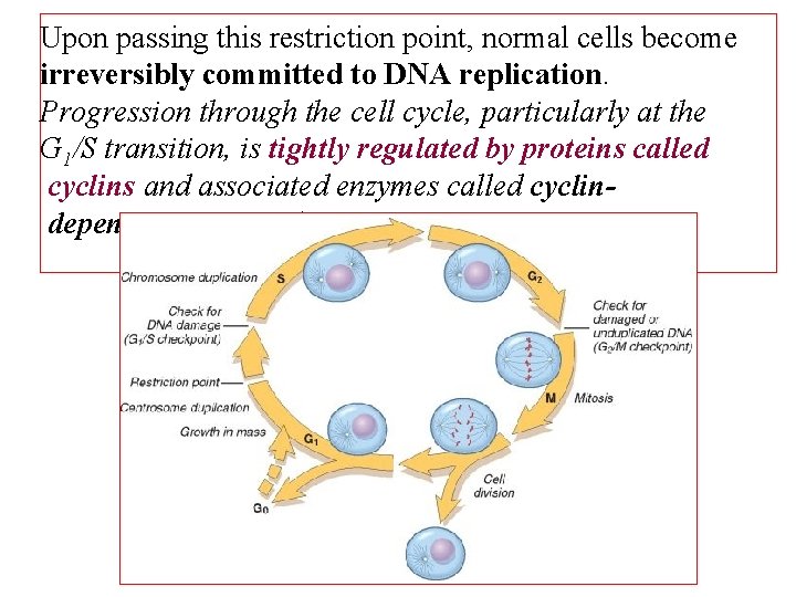 Upon passing this restriction point, normal cells become irreversibly committed to DNA replication. Progression