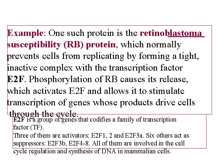 Example: One such protein is the retinoblastoma susceptibility (RB) protein, which normally prevents cells