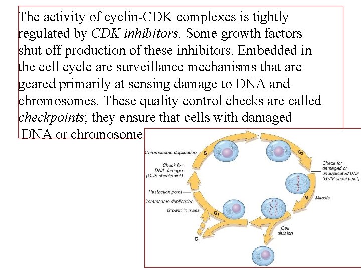 The activity of cyclin-CDK complexes is tightly regulated by CDK inhibitors. Some growth factors