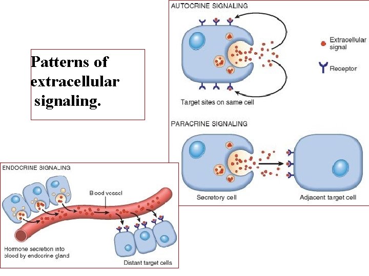 Patterns of extracellular signaling. 