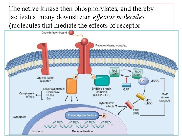 The active kinase then phosphorylates, and thereby activates, many downstream effector molecules (molecules that