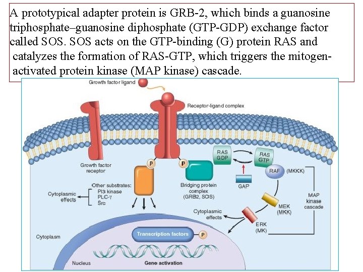 A prototypical adapter protein is GRB-2, which binds a guanosine triphosphate–guanosine diphosphate (GTP-GDP) exchange