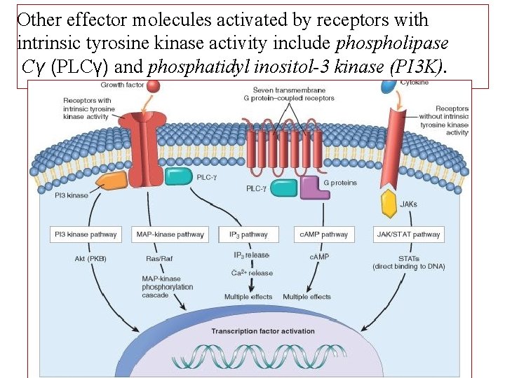 Other effector molecules activated by receptors with intrinsic tyrosine kinase activity include phospholipase Cγ