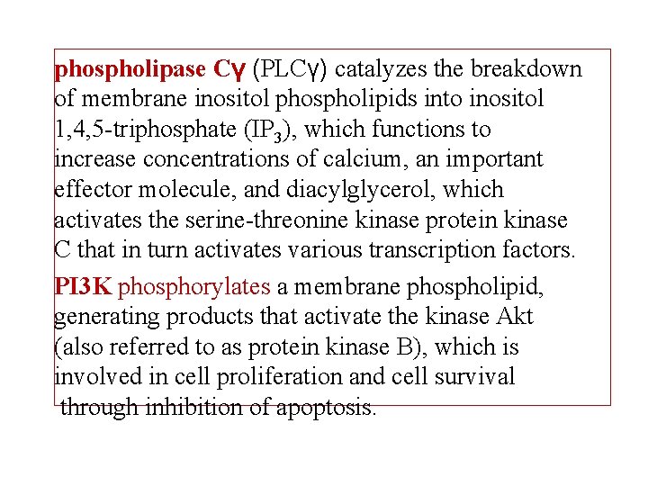 phospholipase Cγ (PLCγ) catalyzes the breakdown of membrane inositol phospholipids into inositol 1, 4,