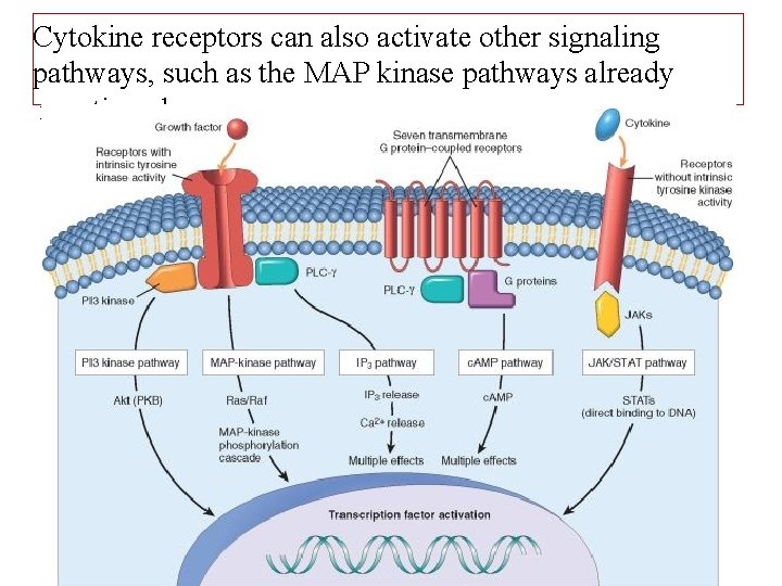 Cytokine receptors can also activate other signaling pathways, such as the MAP kinase pathways
