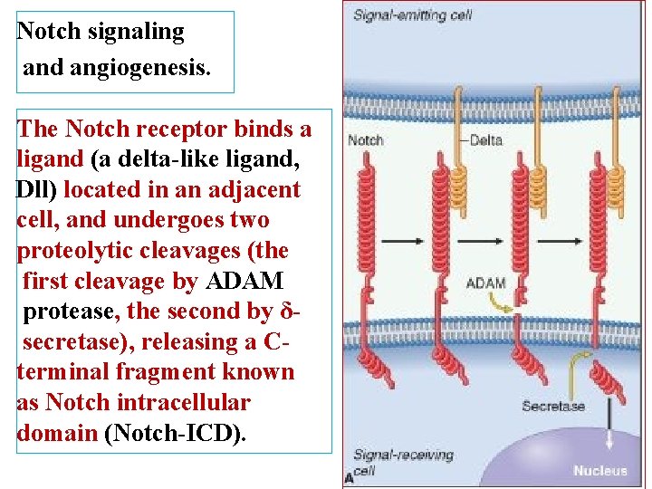 Notch signaling and angiogenesis. The Notch receptor binds a ligand (a delta-like ligand, Dll)