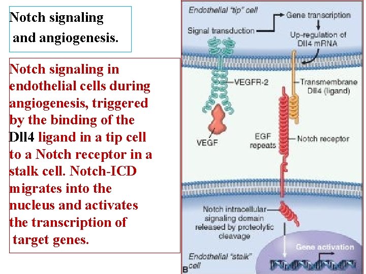 Notch signaling and angiogenesis. Notch signaling in endothelial cells during angiogenesis, triggered by the