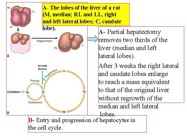 A- The lobes of the liver of a rat (M, median; RL and LL,