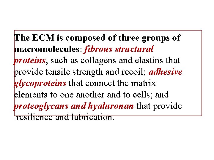 The ECM is composed of three groups of macromolecules: fibrous structural proteins, such as