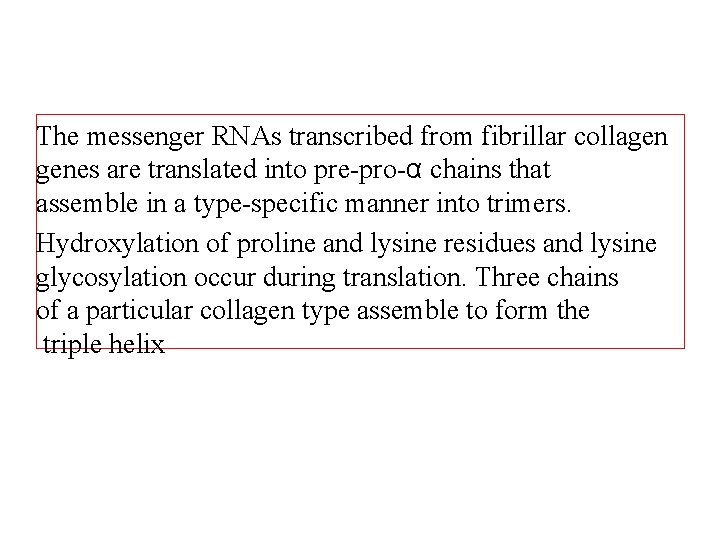 The messenger RNAs transcribed from fibrillar collagen genes are translated into pre-pro-α chains that
