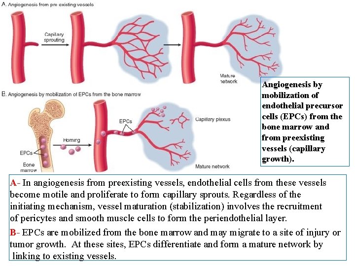 Angiogenesis by mobilization of endothelial precursor cells (EPCs) from the bone marrow and from