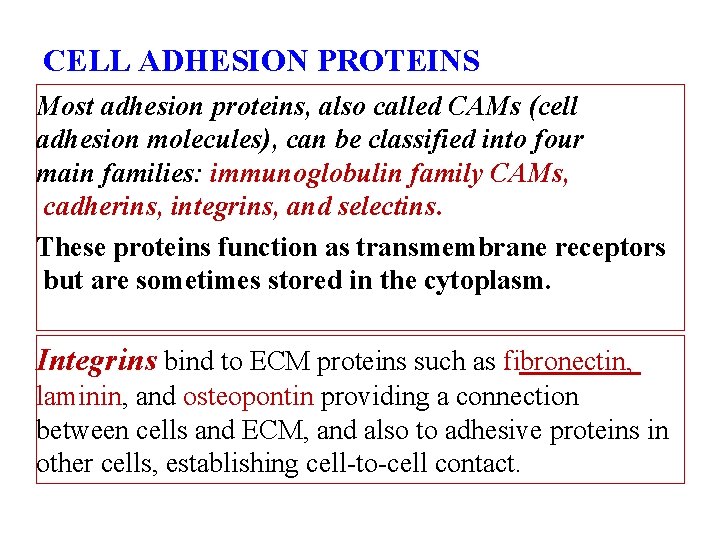 CELL ADHESION PROTEINS Most adhesion proteins, also called CAMs (cell adhesion molecules), can be
