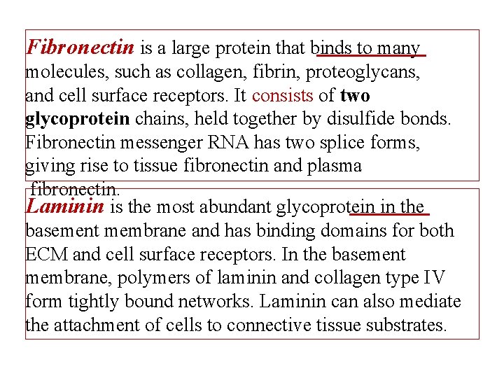 Fibronectin is a large protein that binds to many molecules, such as collagen, fibrin,