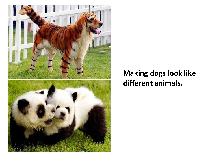 Making dogs look like different animals. 