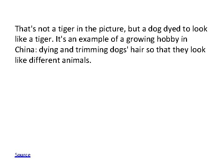 That's not a tiger in the picture, but a dog dyed to look like