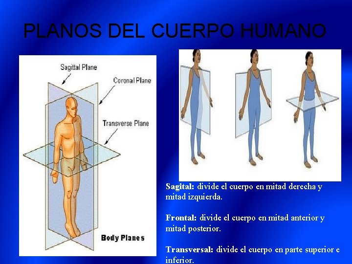 PLANOS DEL CUERPO HUMANO Sagital: divide el cuerpo en mitad derecha y mitad izquierda.