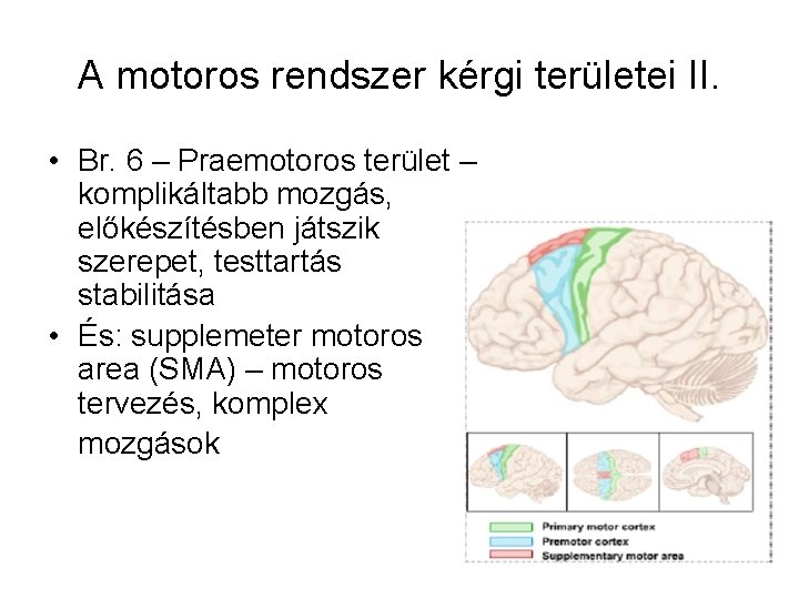A motoros rendszer kérgi területei II. • Br. 6 – Praemotoros terület – komplikáltabb