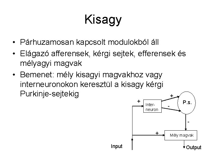 Kisagy • Párhuzamosan kapcsolt modulokból áll • Elágazó afferensek, kérgi sejtek, efferensek és mélyagyi