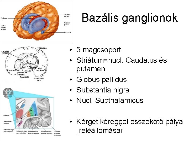 Bazális ganglionok • 5 magcsoport • Striátum=nucl. Caudatus és putamen • Globus pallidus •