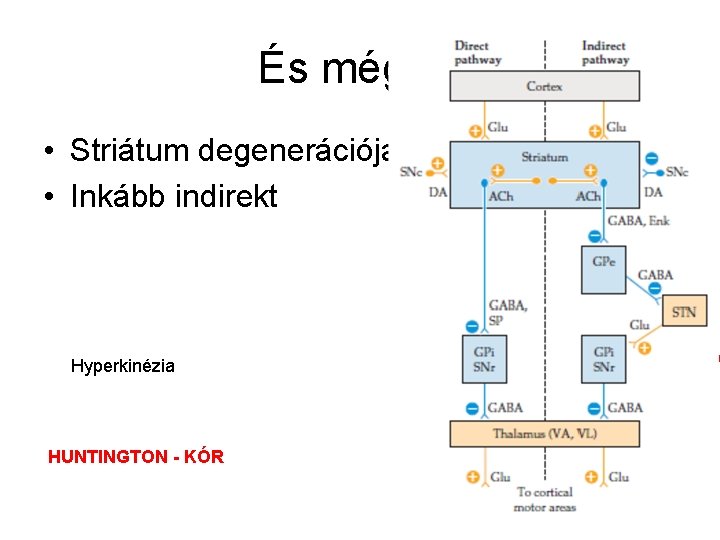 És még … • Striátum degenerációja • Inkább indirekt Hyperkinézia HUNTINGTON - KÓR 