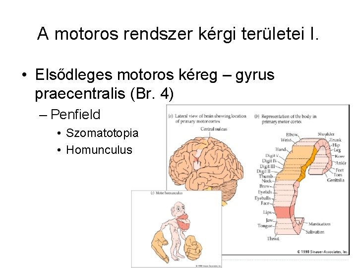 A motoros rendszer kérgi területei I. • Elsődleges motoros kéreg – gyrus praecentralis (Br.