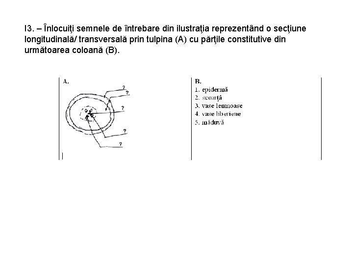I 3. – Înlocuiţi semnele de întrebare din ilustraţia reprezentând o secţiune longitudinală/ transversală