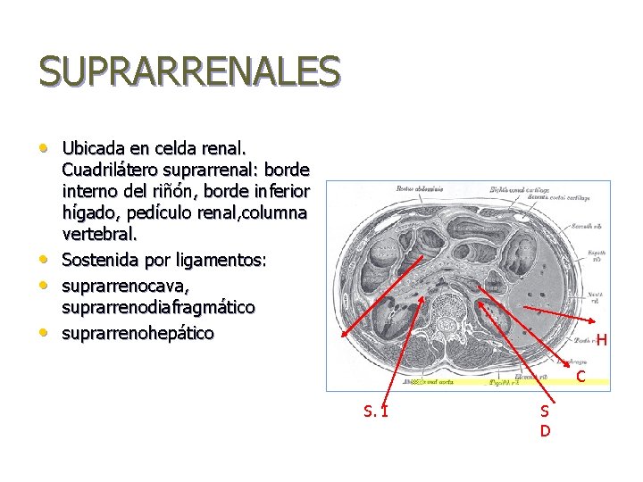 SUPRARRENALES • Ubicada en celda renal. • • • Cuadrilátero suprarrenal: borde interno del