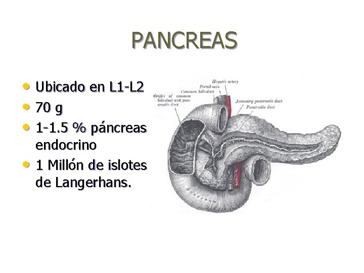 PANCREAS • Ubicado en L 1 -L 2 • 70 g • 1 -1.