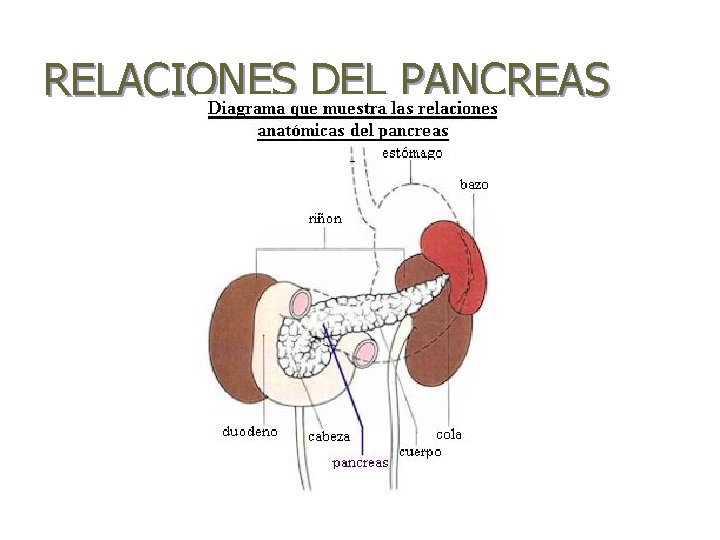 RELACIONES DEL PANCREAS 