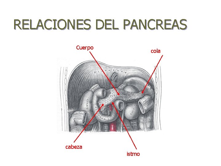 RELACIONES DEL PANCREAS Cuerpo cola cabeza istmo 