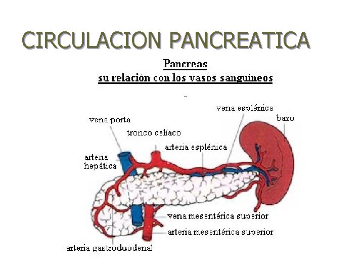 CIRCULACION PANCREATICA 