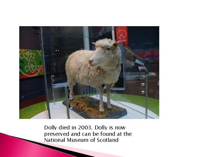 Dolly died in 2003. Dolly is now preserved and can be found at the