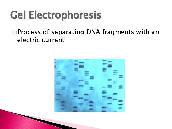 Gel Electrophoresis � Process of separating DNA fragments with an electric current 