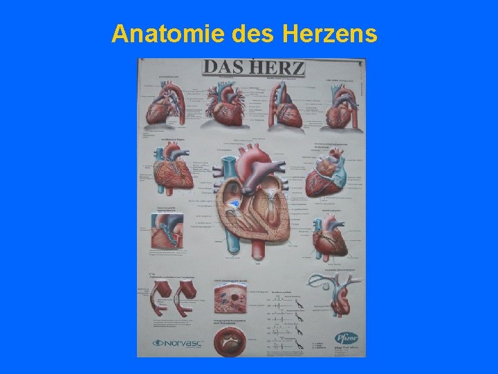 Anatomie des Herzens 