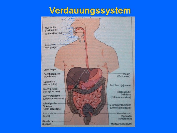 Verdauungssystem 