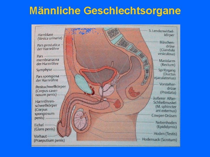 Männliche Geschlechtsorgane 