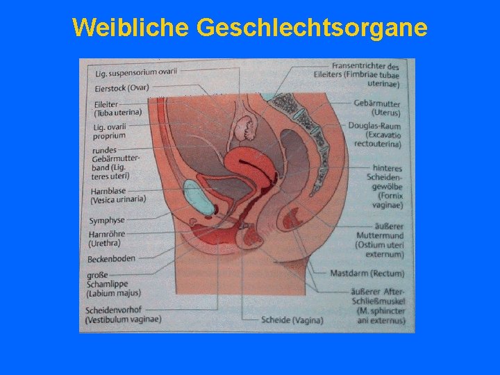 Weibliche Geschlechtsorgane 