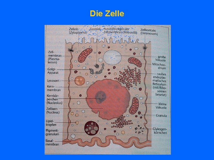 Die Zelle 