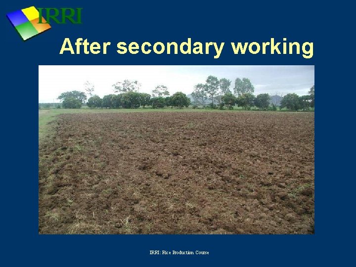 After secondary working IRRI: Rice Production Course 