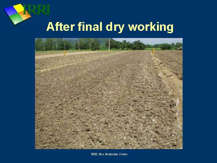 After final dry working IRRI: Rice Production Course 