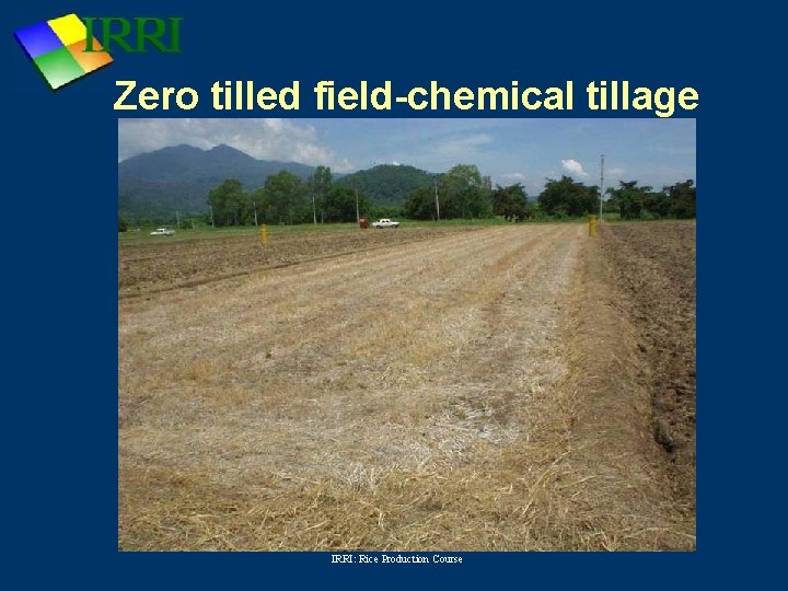 Zero tilled field-chemical tillage IRRI: Rice Production Course 