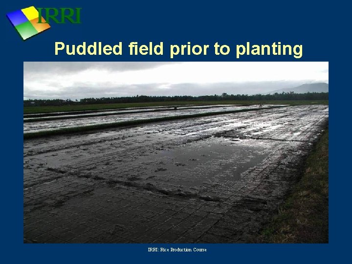 Puddled field prior to planting IRRI: Rice Production Course 