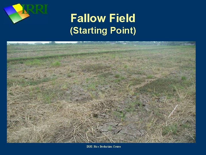 Fallow Field (Starting Point) IRRI: Rice Production Course 