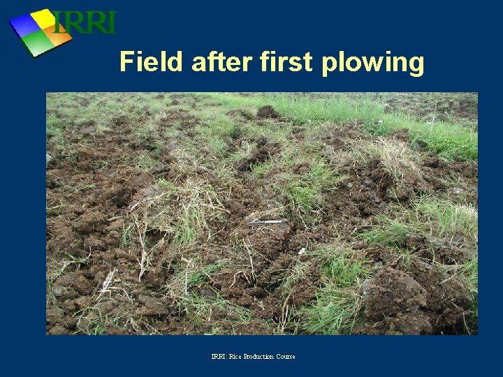 Field after first plowing IRRI: Rice Production Course 